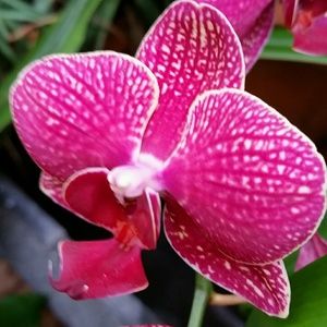 Meet your Posher, Norma